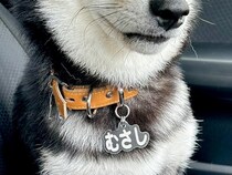 犬のために運転免許を取った結果→隣に乗せたら不安そうに…辛辣すぎる『まさかの表情』に3万いいね「めっちゃ人間で草」「疑いの眼差しｗ」