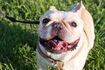 犬が『嬉しくてたまらない』ときにみせる仕草4つ　喜びのサインから注意すべきポイントまで解説