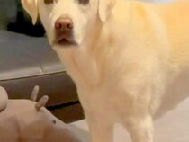 おもちゃが隙間に入ってしまった大型犬→気づかないフリをした結果…絶対に無視できない『切なすぎる表情』が20万再生「眉毛がｗ」「可愛すぎ」