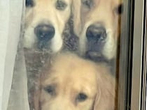 『ちょっと買い物に行こう』と家を出たら、窓際で『4頭の大型犬』が…ものすごく行きづらい『まさかの光景』に7万いいね「最高に可愛い」と絶賛