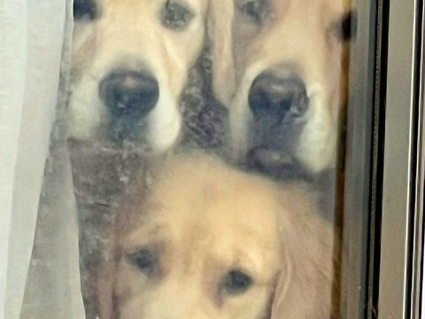 『ちょっと買い物に行こう』と家を出たら、窓際で『4頭の大型犬』が…ものすごく行きづらい『まさかの光景』に7万いいね「最高に可愛い」と絶賛