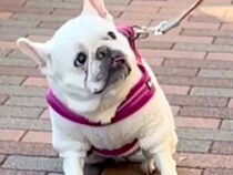 散歩で『飼い主がリードを持っている』と思っている犬→『別人だ』と気付いた瞬間…まさかの反応が96万再生「素直ｗ」「悶絶級の可愛さ」と絶賛