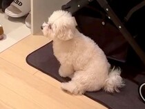お兄ちゃんが出かけてしまい、初めて離れ離れになった犬→玄関に居座って…健気で泣ける『一生懸命な光景』が34万再生「可愛すぎ」「たまらん」
