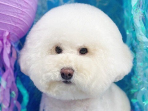 トリミングサロンに行った犬→送られてきた写真を見たら…予想を上回る『まさかの光景』に3万いいね「不服そうで草」「虚無で笑ったｗ」と反響