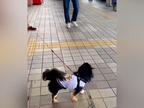 お兄ちゃん帰省のため『空港までお迎えにきた犬』→気付いた瞬間に…思わず泣ける『超熱烈歓迎』が17万再生「可愛くて涙」「なんて幸せなの」