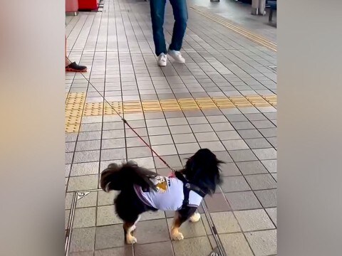 お兄ちゃん帰省のため『空港までお迎えにきた犬』→気付いた瞬間に…思わず泣ける『超熱烈歓迎』が17万再生「可愛くて涙」「なんて幸せなの」