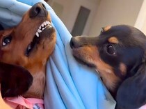 ママのお腹の上を巡ってケンカする２匹の犬→勝負が決まった瞬間…わかりやすすぎる『まさかのポーズ』に反響「ヤキモチｗ」「笑っちゃったｗ」