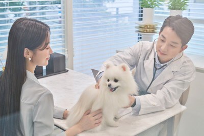 動物病院、白いポメラニアン