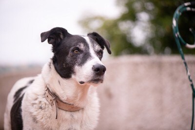 ジッと見つめる白黒折れ耳の犬