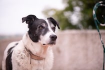 犬が『警戒中』に見せるサイン4選　落ち着かせるためのコツから注意すべきNG行動まで