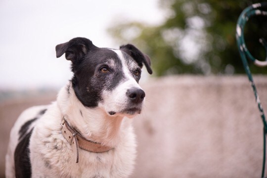 犬が『警戒中』に見せるサイン4選　落ち着かせるためのコツから注意すべきNG行動まで