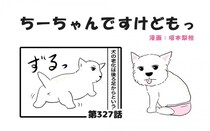 ちーちゃんですけどもっ【第327話】「何でも警戒するちーちゃん」