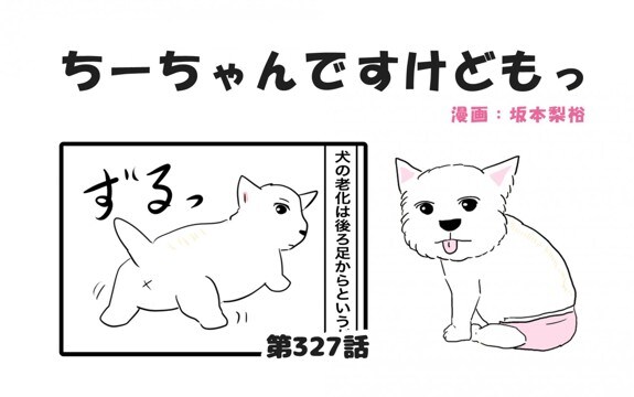 ちーちゃんですけどもっ【第327話】「何でも警戒するちーちゃん」