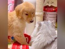大型犬の赤ちゃんが『猫に育てられた』結果…影響を受け過ぎた『まさかすぎる光景』が227万再生「純真無垢とはこのこと」「仕草がｗ」と絶賛