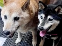 両目が見えない高齢の保護犬に『長年寄り添った犬』が亡くなってしまい…1年後→涙が止まらない『素敵な物語』が13万再生「なんだか泣けた」