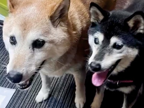 両目が見えない高齢の保護犬に『長年寄り添った犬』が亡くなってしまい…1年後→涙が止まらない『素敵な物語』が13万再生「なんだか泣けた」