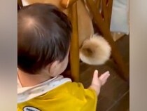 0歳の赤ちゃんが『イスに座っている日本犬』に…魅力に気づいてしまった『可愛すぎる瞬間』が69万表示「触りたいよねｗ」「ソフトタッチで草」