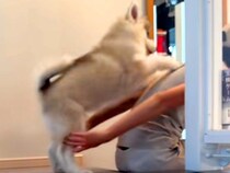 階段が降りられない大型犬の赤ちゃん→ママに『おんぶ』をおねだりして…愛おしすぎる『人間の子どものような行動』に悶絶「待機してて可愛い…」