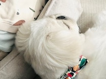 小さな男の子に寄り添って眠る犬→『微笑ましいな』と見ていたら…思わず二度見する『絶対に違う光景』に4万いいね「可愛い」「いいお姉ちゃん」