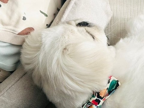 小さな男の子に寄り添って眠る犬→『微笑ましいな』と見ていたら…思わず二度見する『絶対に違う光景』に4万いいね「可愛い」「いいお姉ちゃん」