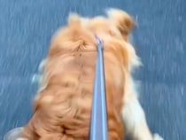 散歩中に大型犬を撫でてくれる夫婦→１ヶ月間会えずに…久々に再会した瞬間『涙が出るほど愛おしい光景』に反響「癒やされる触れ合い」の声