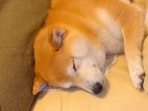 お姉ちゃんの帰省で大喜びする犬たち→帰ろうとしたら…思わず涙が出る『切なすぎるお別れ』が15万再生「後ろ姿が寂しげ…」「泣ける」と反響