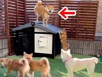 子育てを妻犬に丸投げしてきた夫犬→子どもが成長した結果…納得せざるを得ない『末路』が51万再生「母強し…ｗ」「微笑ましい一家」と絶賛の声