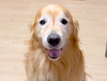 停電を想定して部屋を真っ暗に→『懐中電灯持ってきて』と大型犬にお願いすると…『まさかの行動』に絶賛「お利口すぎて泣ける」「素晴らしい」