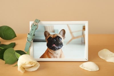 犬の手を握る人