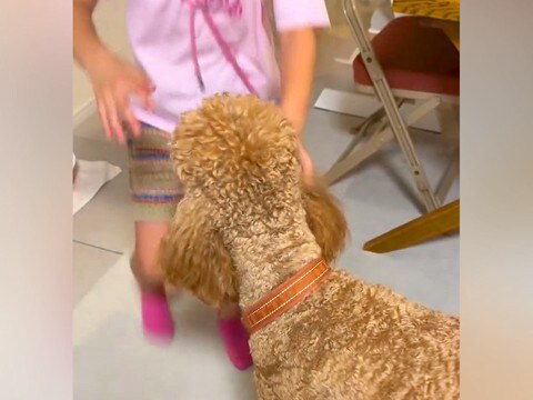 ママと子供がいなくて『ご飯ものどを通らないほど寂しがった大型犬』→帰宅した瞬間に…泣けるほど愛おしい『おかえりなさい』に6万再生の反響