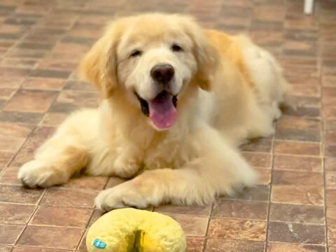 『飼い主を亡くした大型犬』を保護→スタッフが愛情を注ぐ中、里親が決まり…涙腺崩壊する『お別れのあいさつ』が535万再生「愛にあふれてる」