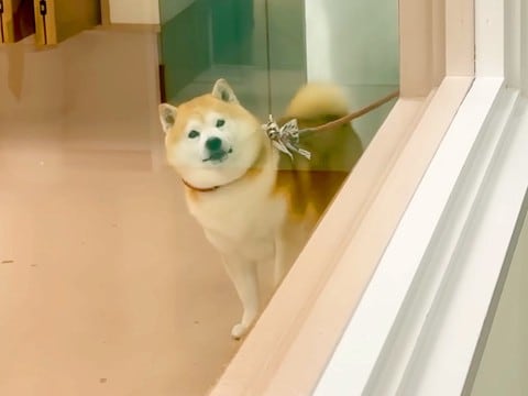 ペットホテルに4時間滞在した犬をお迎えに→家族を発見した瞬間…衝撃のあまり見せた『可愛すぎる行動』が13万再生「表情最高」「爆速退店ｗ」