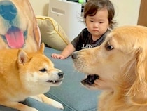 小さな女の子が犬に怒られてしまった結果→もう1匹が近づいて…まさかの『守っているかのような行動』が29万再生「愛が深い…」「感動した」