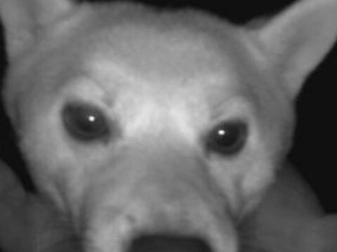 ふと監視カメラを確認した結果→犬が映っていて…ワンコとは思えない『まさかの光景』に3万いいね集まる「プロレスラーかな?」「ポーズw」