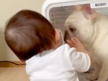 赤ちゃんが『箱の中に閉じ込められた犬』を発見→助けようとした結果…『己の無力さに気付いた瞬間』が61万再生「かわいすぎｗｗ」「優しい子」