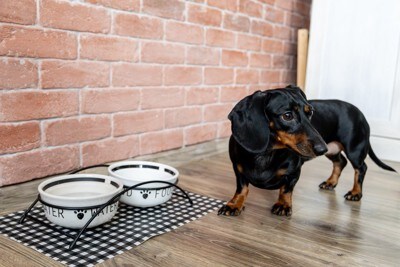 食器の前で待つダックス