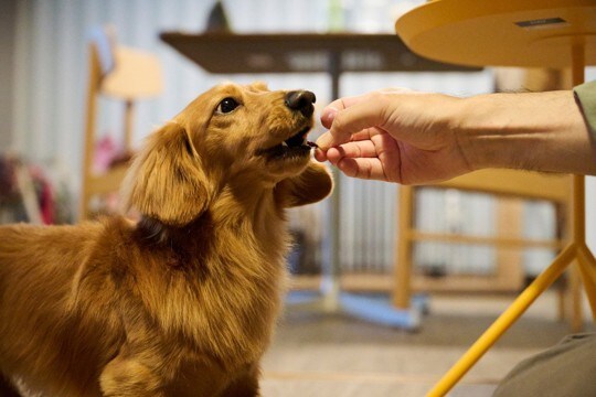 犬ってお腹いっぱいにならないの? 食べ続けたがる理由や過食を防ぐコツを解説