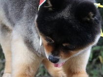 丸太に乗る小型犬を撮影した結果→想定以上に『既視感のある光景』が3万いいね「子グマじゃないの…？」「鮭忘れてきてますね」驚きと絶賛の声