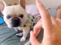 いたずらで『パパにでこぴんした』結果→隣にいた犬が勘違いをして…平和主義すぎる『まさかの解決方法』が25万再生「たまらんｗ」「可愛すぎ」