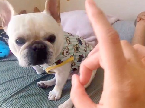 いたずらで『パパにでこぴんした』結果→隣にいた犬が勘違いをして…平和主義すぎる『まさかの解決方法』が25万再生「たまらんw」「可愛すぎ」