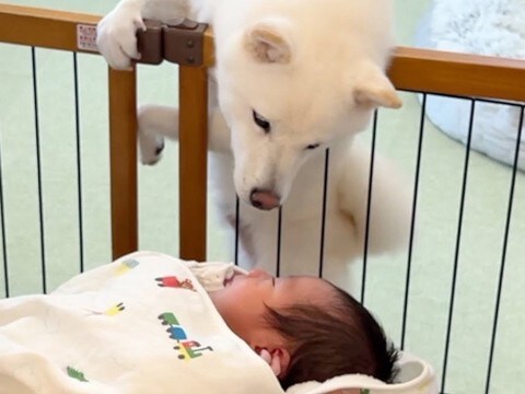 生まれて初めて『赤ちゃん』を見た犬→『どんな反応をするかな』と思っていたら…あまりにも尊い光景が39万再生「優しい眼差し」「命の尊さ…」
