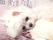 大好きなお父さんが亡くなってしまい、悲しみに暮れる3匹の犬…思わず泣けてくる『必死に立ち直ろうとする姿』に反響「絆に涙」「顔が変わった」