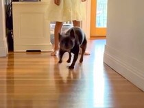 海外で暮らす男性→家族が亡くなり、緊急帰国のため『友人に犬を１週間預けた』結果…思わず涙する『再会の瞬間』が15万再生「愛が溢れてる…」