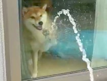 家の中にいる犬→窓越しに『ホースで水を当ててみた』結果…まるで子供のような『可愛すぎる行動』に1万いいね「何回も見たい」「飽きないｗ」