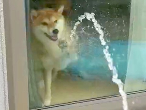 家の中にいる犬→窓越しに『ホースで水を当ててみた』結果…まるで子供のような『可愛すぎる行動』に1万いいね「何回も見たい」「飽きないw」