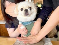 陶芸体験で『犬の肉球を押した』結果…想像以上に可愛い『素敵な作品』が285万表示の反響「なにされてるんだろうって顔ｗ」「一生の宝物」