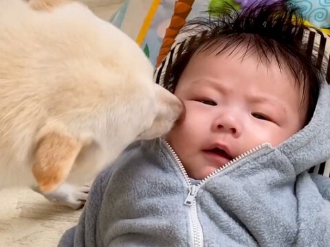 赤ちゃんだった男の子→常に犬と一緒にいた結果、相棒になり…思わず涙する『3年間の成長記録』が156万再生「尊すぎて泣けた」「素敵な関係」