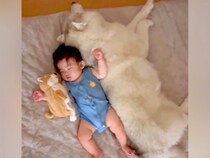 赤ちゃんが『産まれた時から大型犬と育った』結果→眠っている時に…ずっと見ていたくなる『尊い様子』が159万再生「最強の癒し」「羨ましい」