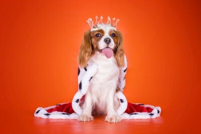 王様の格好をした犬