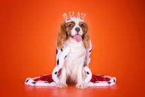 犬も飼い主を馬鹿にする？そう感じる行動４選　信頼関係が築けていない時の特徴や改善する方法とは